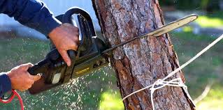 Trusted Thomasville, AL Tree Services Experts