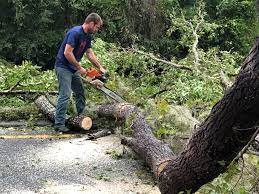 How Our Tree Care Process Works  in  Thomasville, AL